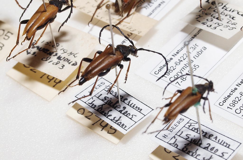Insecta Frisica