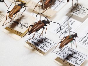 Een close up van een la met smalboktorren uit de collectie van Natuurmuseum Fryslân