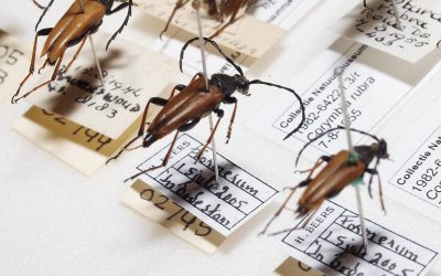 Insecta Frisica