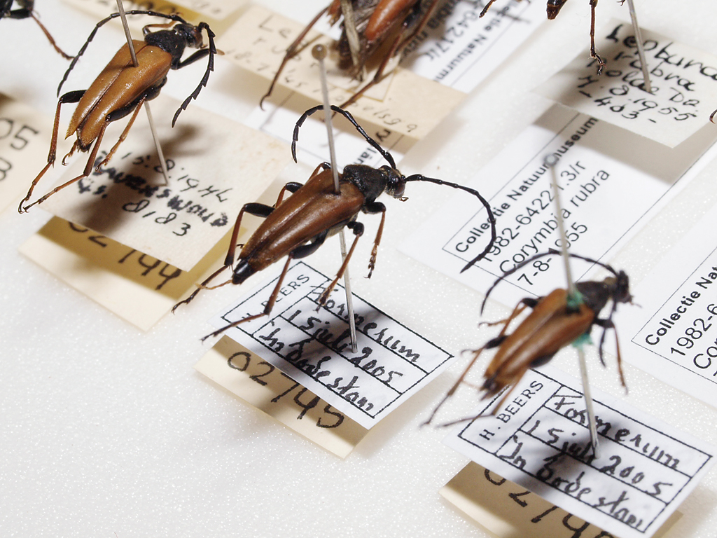 Een close up van een la met smalboktorren uit de collectie van Natuurmuseum Fryslân