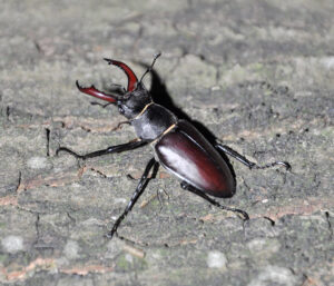 20160708_018_Stag beetle_DennisWansink