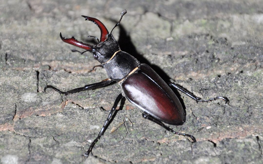 Vliegend hert (Lucanus cervus).