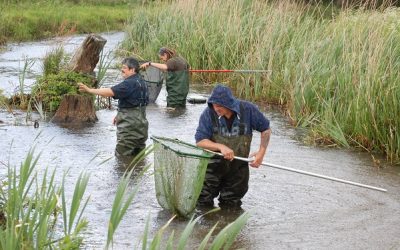Fase 2 van het mobiliseren van biodiversiteitsdata in Noord-Brabant