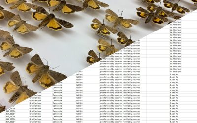 Ruim 25 jaar aan data Bureau Stadsnatuur en nachtvlindercollectie Goeree-Overflakkee gemobiliseerd naar GBIF