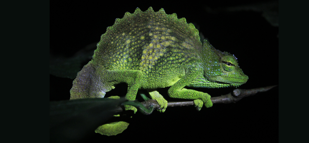 Advancing biodiversity data from Equatorial Guinea