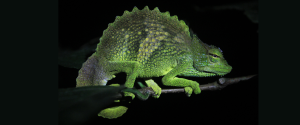 Picture of Bioko montane chameleon (Trioceros feae) against a black background