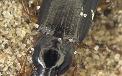 Digitalisatie Wijster loopkeveronderzoek II