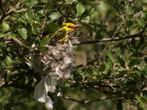 Wielewaal mn op nest. Noord-Spanje Fotograaf: Jaap Vink