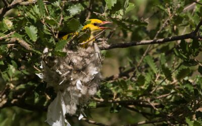 Digitalisering historische legseldata van 150 vogelsoorten uit de Kempen