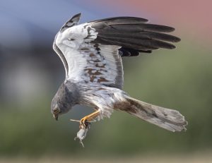 Een grauwe kiekendief man heeft een veldmuis in zijn klauwen