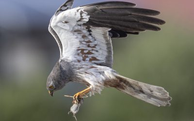 Verwerking en publicatie van historische gegevens muizenmonitoring