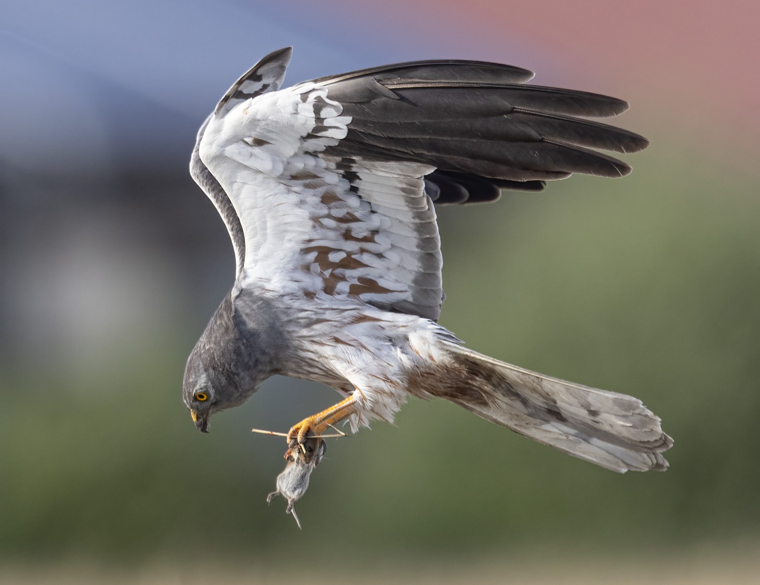 Een grauwe kiekendief man heeft een veldmuis in zijn klauwen