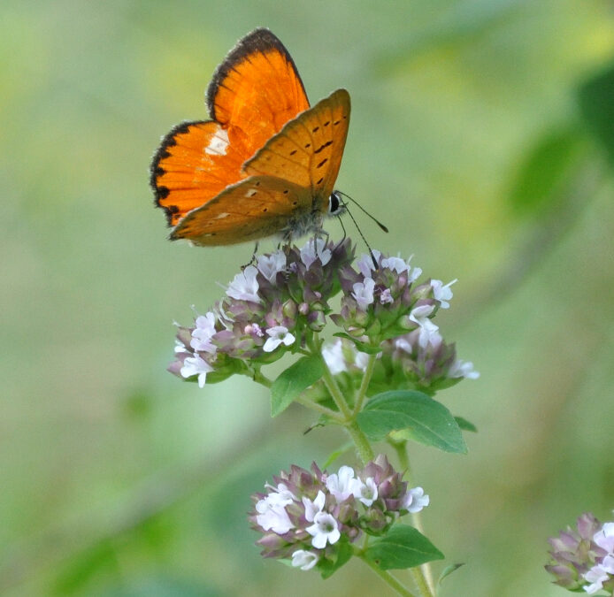 GBIF Viewer: an open web-based biodiversity conservation decision-making tool for policy and governance