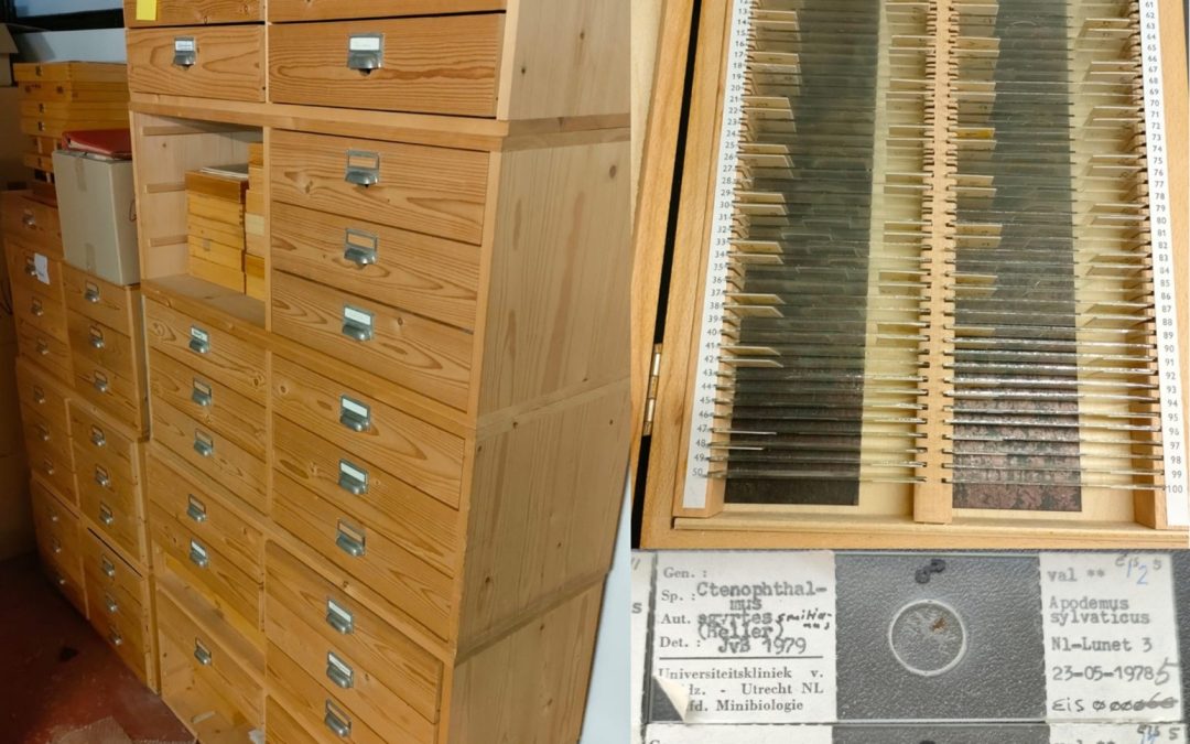 Mobilisatie van collectie geprepareerde mijten en andere parasieten