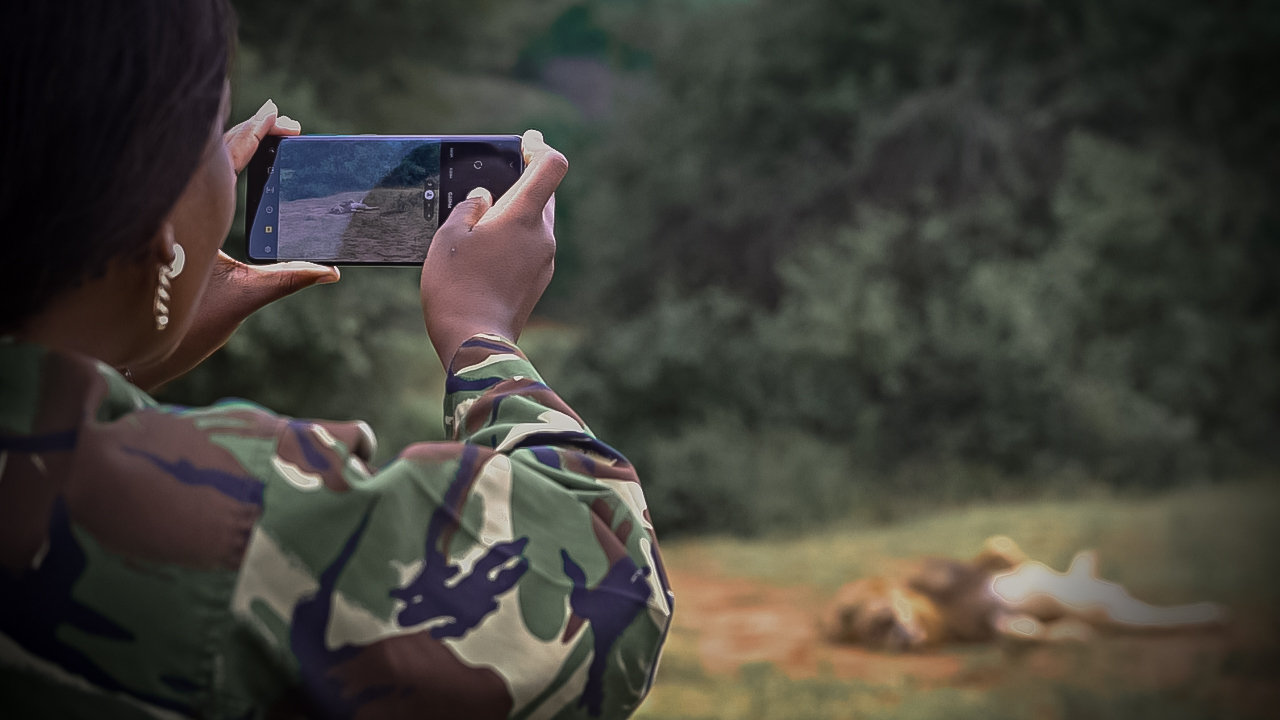 A woman takes a picture of a lion with her phone