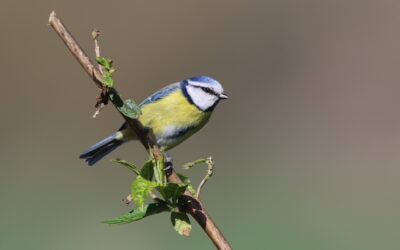 Use of long-term individual data on birds as a source of biodiversity information