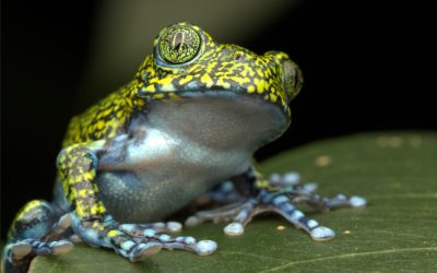 Giving a voice to Tanzanian amphibians