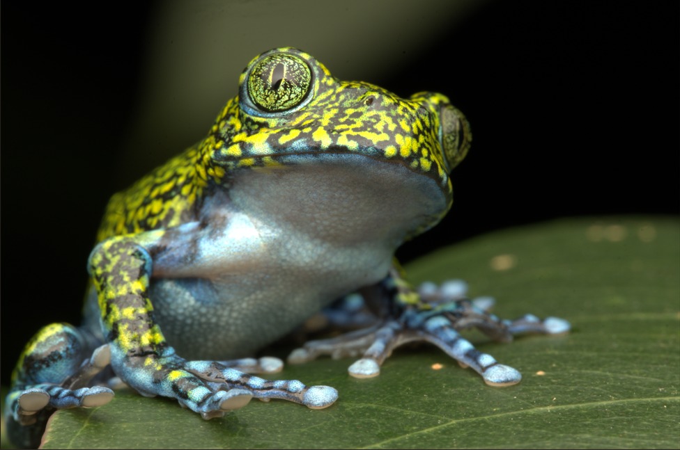 Giving a voice to Tanzanian amphibians