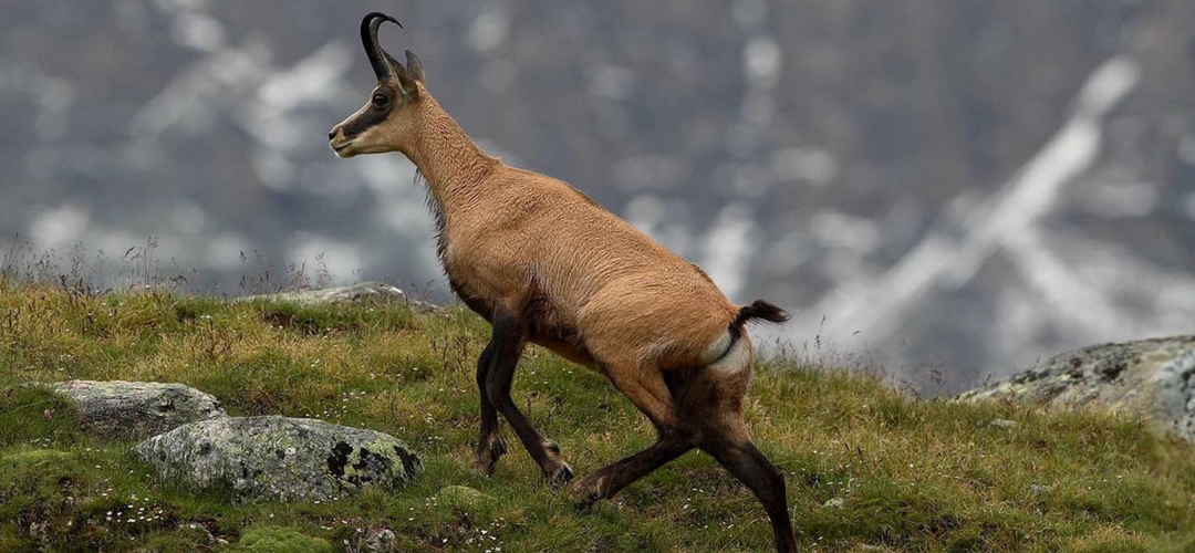 Balkan chamois