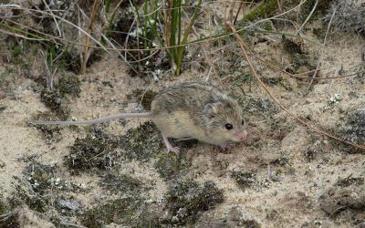 Mobilization of biodiversity data from Ukraine to GBIF