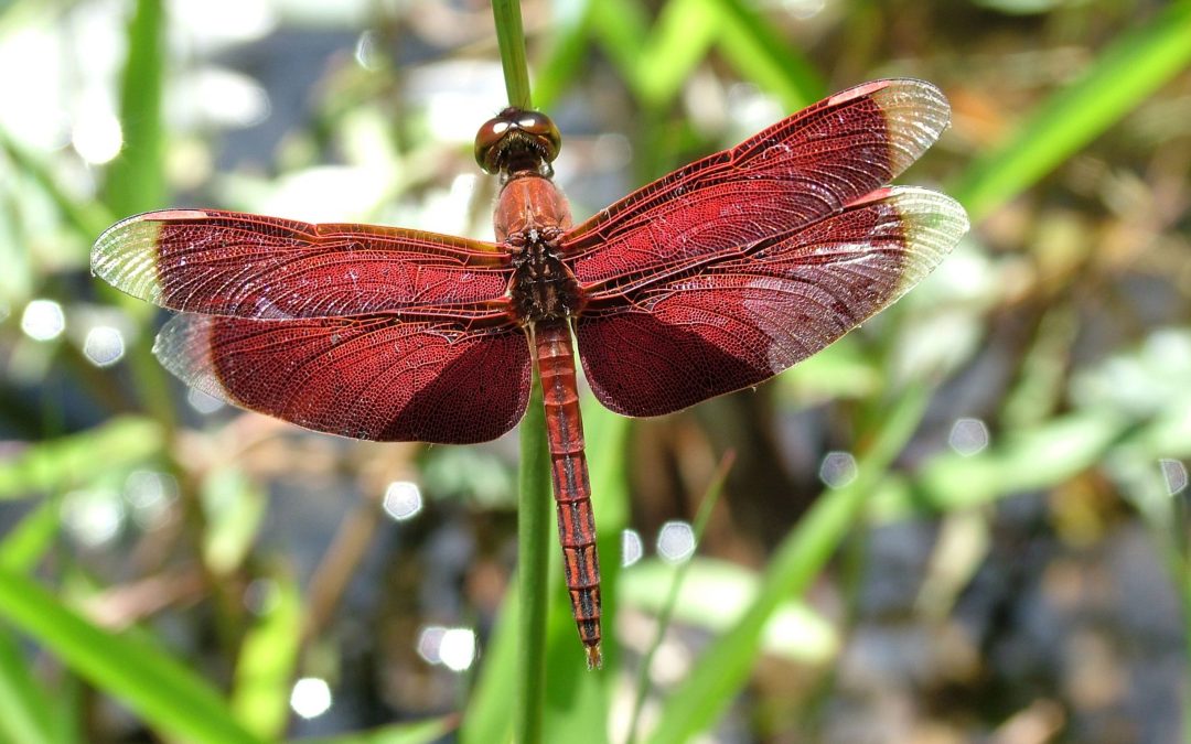 nlbif2020.001_Neurothemis