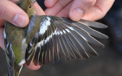 Lange-termijn dynamiek van lichaamsgrootte bij vogels