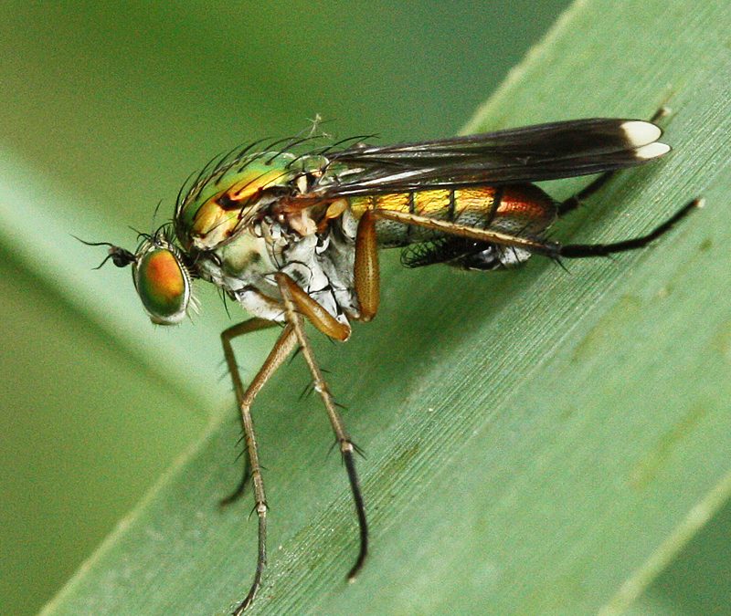 nlbif2021.001_Nederlandseslankpootvliegendata_Poecilobothrus nobilitatus _James_Clark
