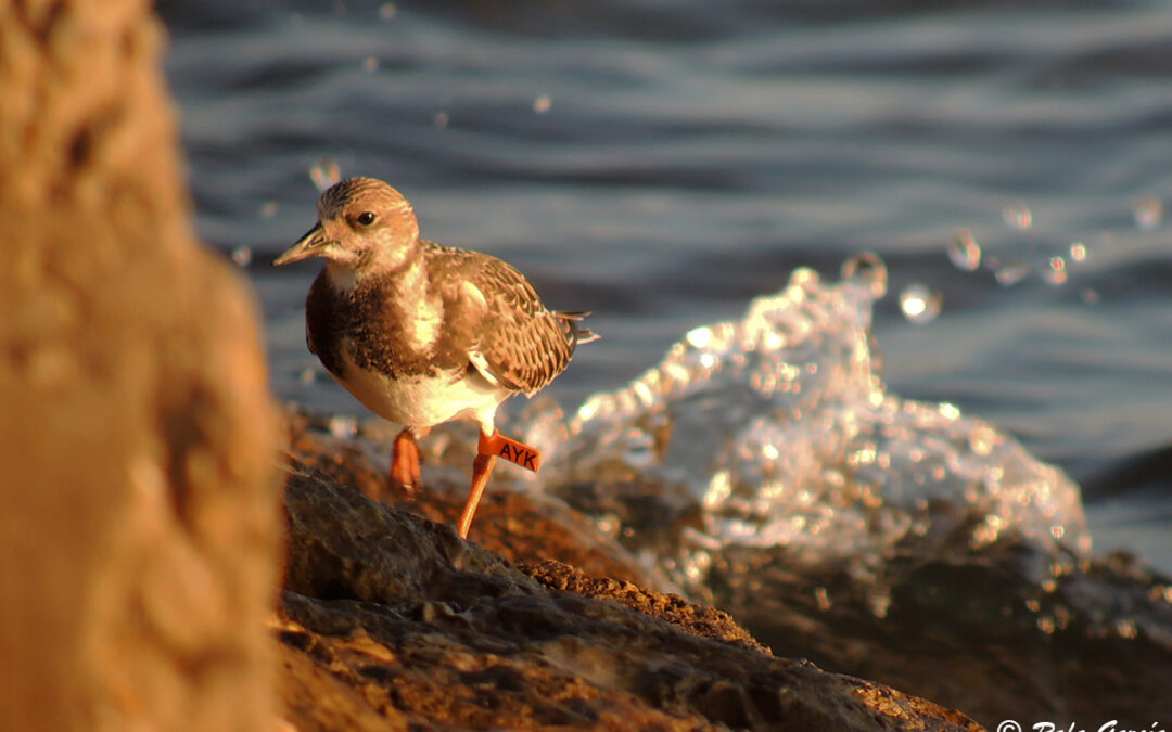 Lange-termijn trends in lichaamsconditie van steltlopers van de Nederlandse Waddenzee