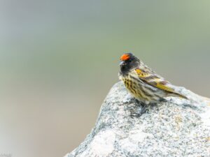 Roodvoorhoofdkanarie Serinus pusilla Svaneti, Georgië, 24-0402015 Fotograaf: Folkert de Boer