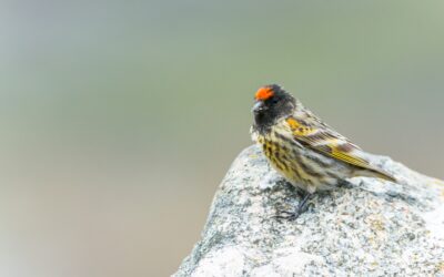 Feasibility study in Georgia to put Avian Biodiversity on the Map