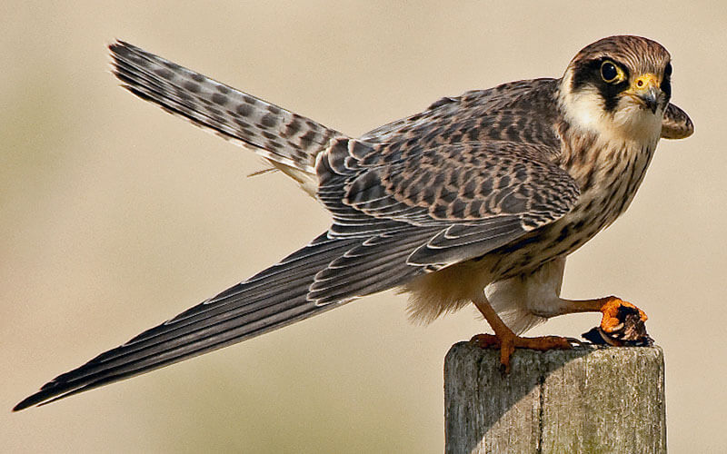 Avifauna Georgië: 10 jaar vogeltrek Batumi