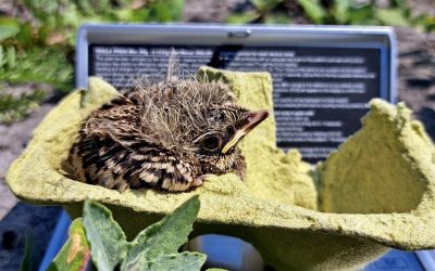 Digitalisering historische nestgegevens akkervogels