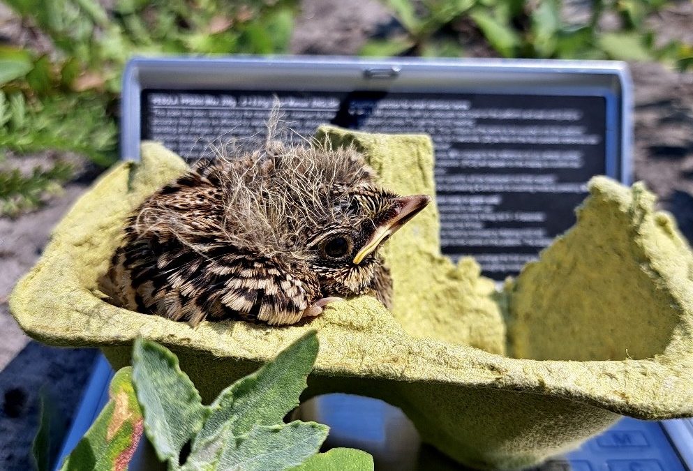 Digitalisering historische nestgegevens akkervogels