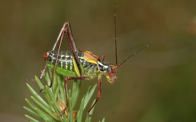 Geluidsherkenning Europese sprinkhanen