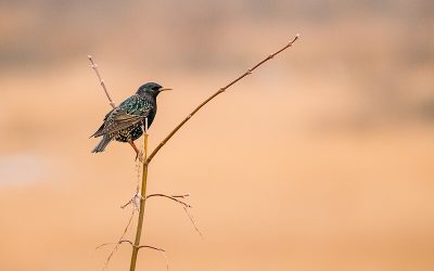 Vogelgeluiden op weg: Xeno-canto aansluiten op e-infrastructuur Naturalis en GBIF